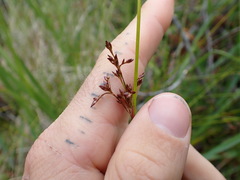 Juncus pauciflorus