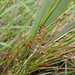 Juncus pauciflorus - Photo (c) Marley Ford,  זכויות יוצרים חלקיות (CC BY-NC-SA), הועלה על ידי Marley Ford