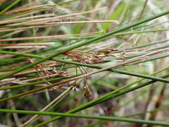 Juncus pauciflorus