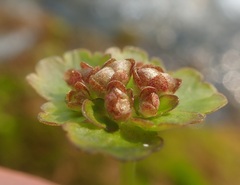 Chrysosplenium tetrandrum