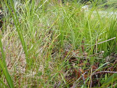 Juncus pauciflorus