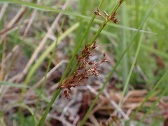 Juncus pauciflorus