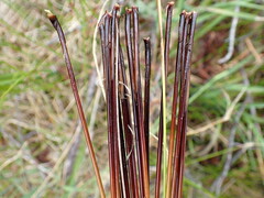 Juncus pauciflorus