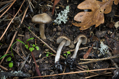 Nolanea edulis concentrica