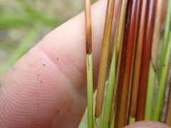 Juncus pauciflorus