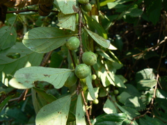 Bridelia montana