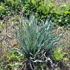 Pancratium maritimum