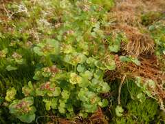 Chrysosplenium tetrandrum