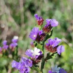 Limonium sinuatum