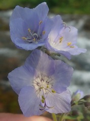 Polemonium acutiflorum
