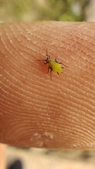 Aphis