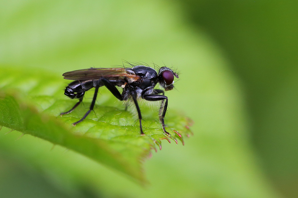 Cordilura