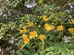 Caesalpinia pulcherrima flava