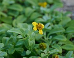 Lipochaeta integrifolia