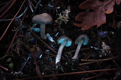 Nolanea edulis concentrica