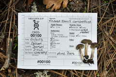 Nolanea edulis concentrica