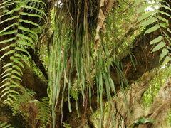 Haplopteris elongata