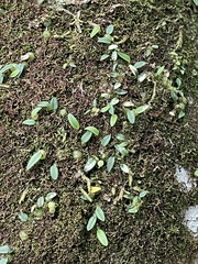 Bulbophyllum pygmaeum