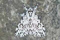 Lymantria singapura