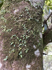 Bulbophyllum pygmaeum