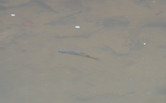 Melanotaenia splendida splendida