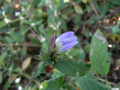 Cynarospermum asperrimum