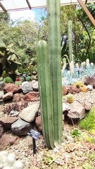 Trichocereus macrogonus