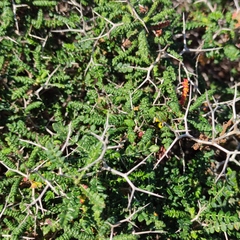 Sarcopoterium spinosum