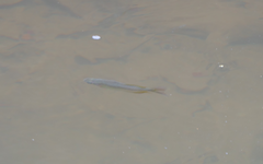 Melanotaenia splendida splendida