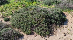 Sarcopoterium spinosum