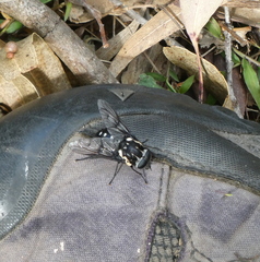 Triclista guttata