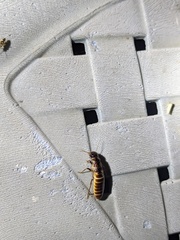 Hodotermes mossambicus