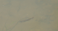 Melanotaenia splendida splendida