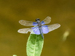 Rhyothemis triangularis