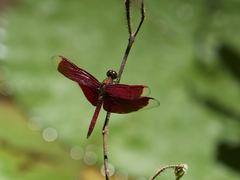 Neurothemis ramburii