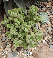 Cotyledon tomentosa