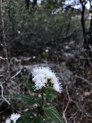 Ageratina havanensis