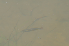 Melanotaenia splendida splendida