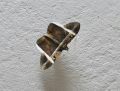 Hemeroblemma mexicana