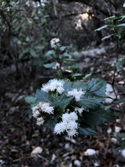 Ageratina havanensis