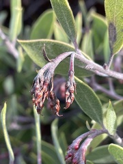 Arctostaphylos montana