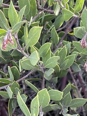 Arctostaphylos montana