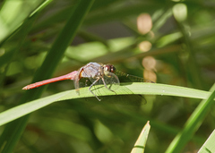 Orthetrum migratum