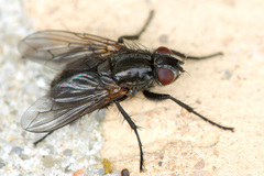 Phyto melanocephala