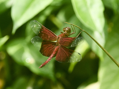 Camacinia gigantea