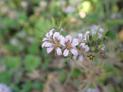 Pelargonium australe
