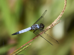 Aethriamanta gracilis