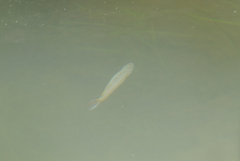 Melanotaenia splendida splendida