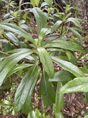 Brachyglottis kirkii
