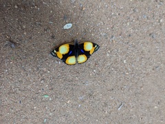 Junonia hierta cebrene